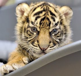 Baby Tiger Crop