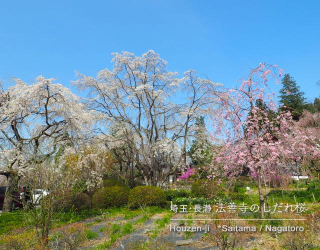 長瀞･法善寺のしだれ桜