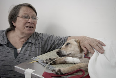 Atendimento Gratuito para Cães SP, RJ