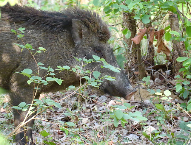 Indian wild boar