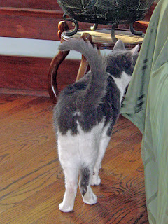 Spackle Puss (the cat) 20 (rear view 2012)