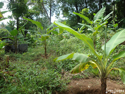 Banana Trees