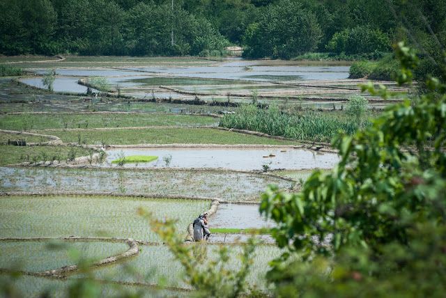 The rice fields of Gilan, Iran