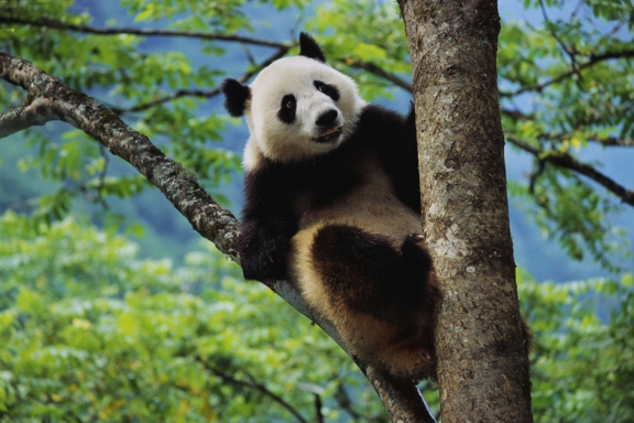 15 cutest endangered animals in the world, giant panda