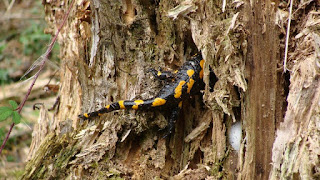 Salamandra salamandra DSC23997