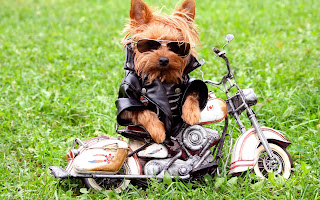 Perrito carismático en su motocicleta funny dog