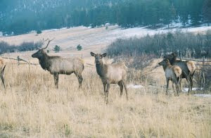 Grazing Elk