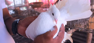 fancy kobutor palon| fancy pigeons