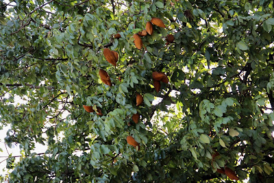 Frutos da Monguba (Pachira aquatica Aubl)