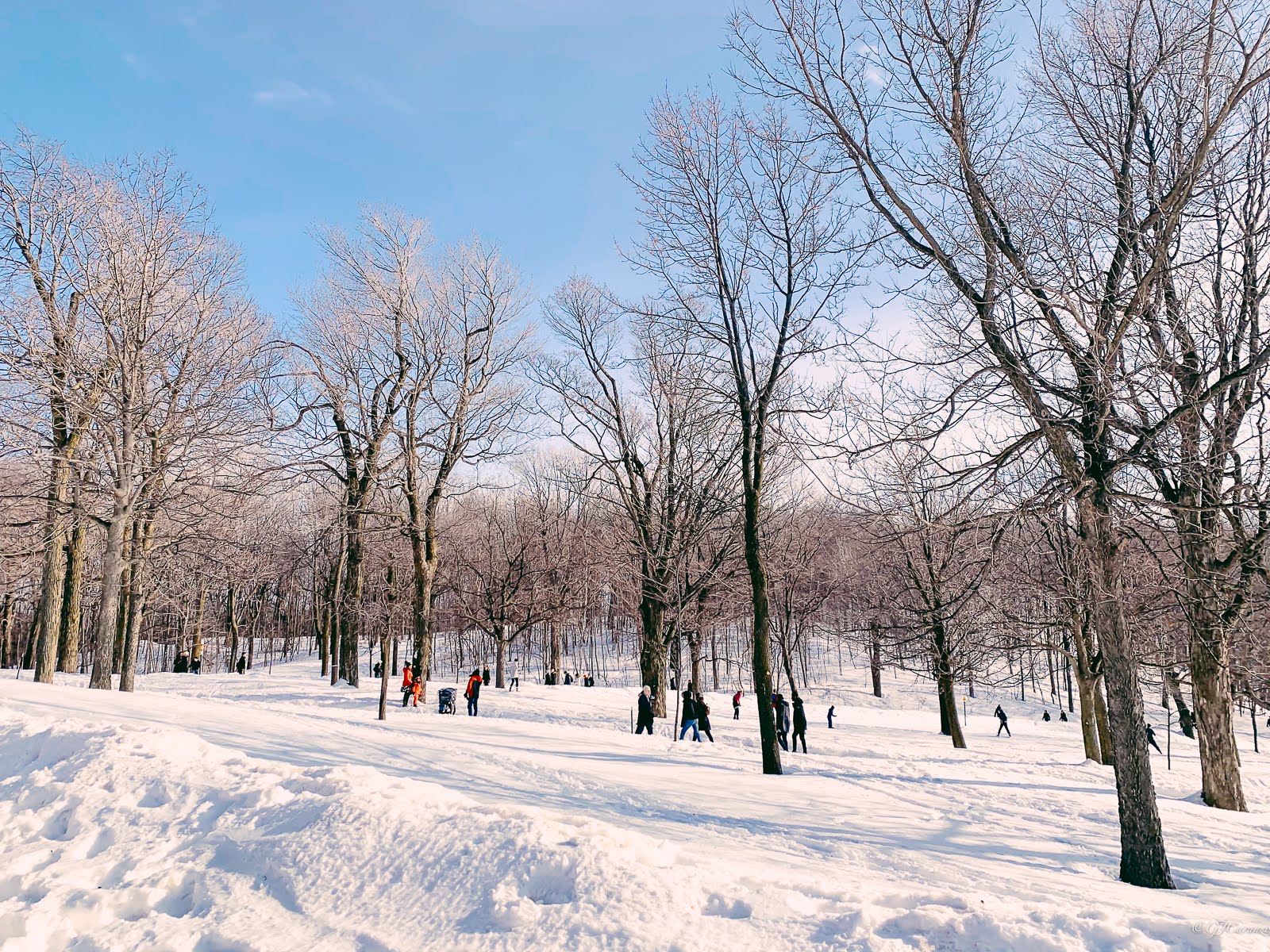 Mount Royal Lookout: Things To Do in Montreal, Quebec, Canada