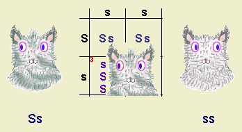 Punnett square diagram.