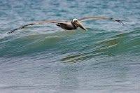 Shore Birds Photos