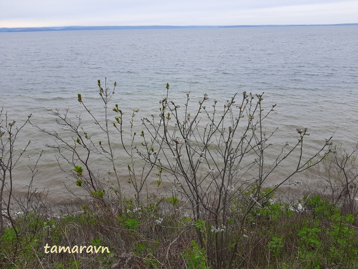 Маакия амурская (Maackia amurensis)