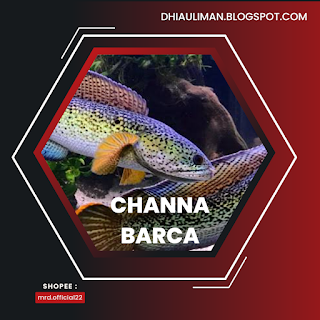 Channa Barca