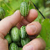  How To Grow Cucamelons