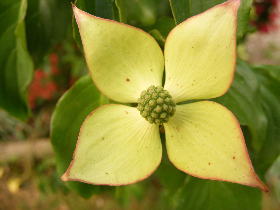 I planted this Kousa Dogwood