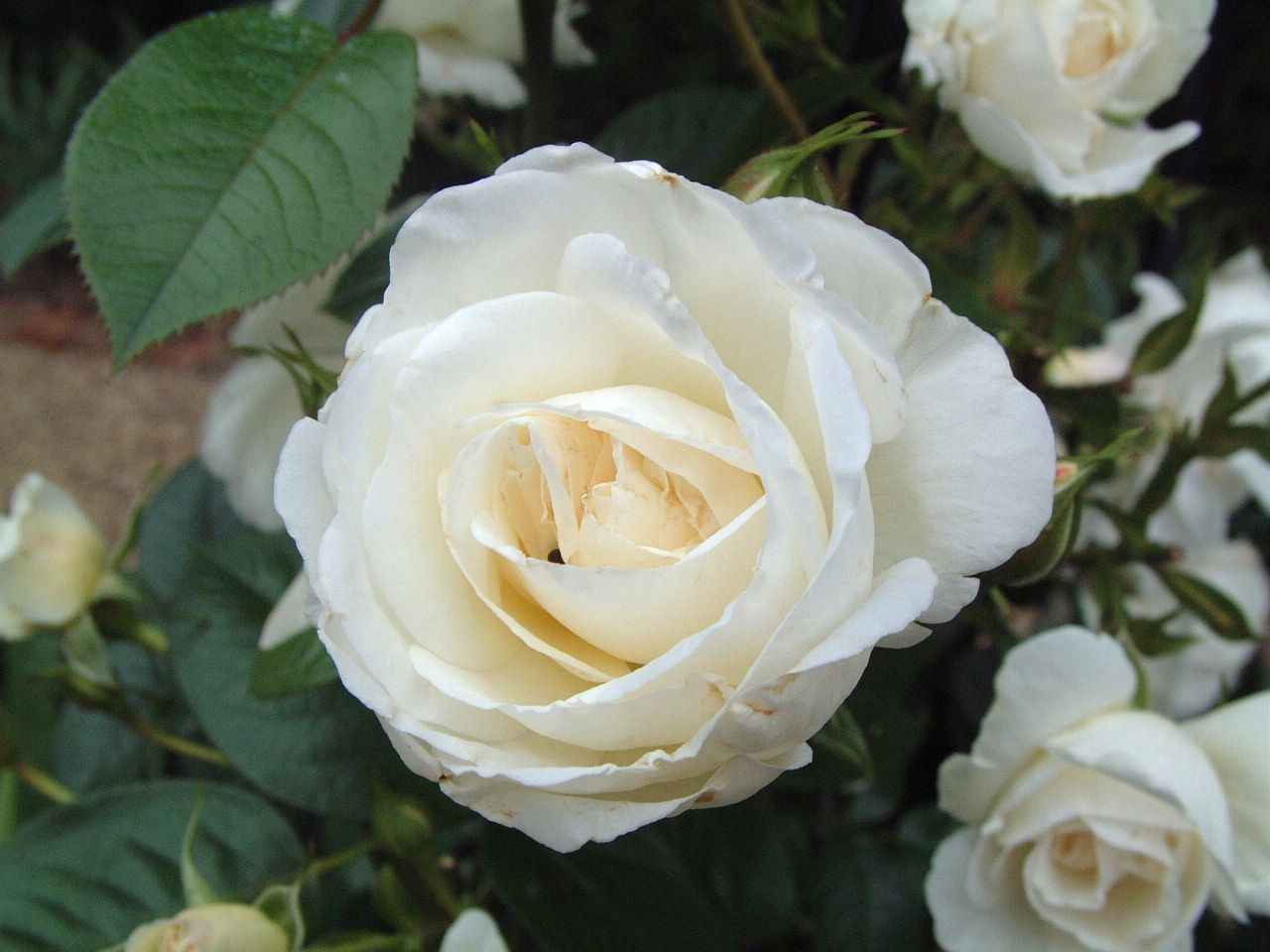 White rose: