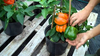 Paprika polybag