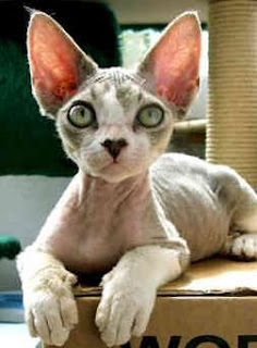 Cat Breeds, Pet Devon Rex Cat, a Cat