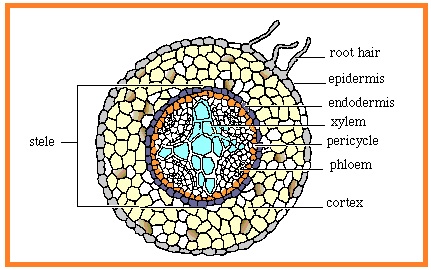 BIOLOGI GONZAGA JARINGAN TUMBUHAN 