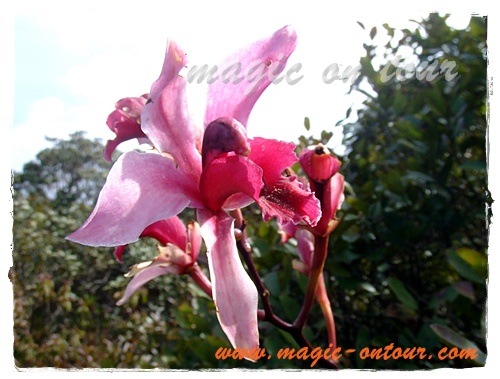 photo magic