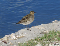 Pacific Golden Plover – Magic Island, Oahu – © Denise Motard