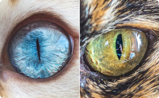 Cats Eyes