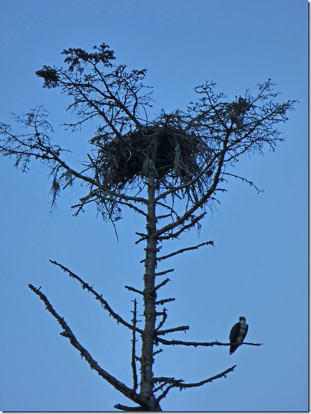 Osprey Nest, Huntley Park