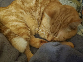 An orange tabby cat sleeping