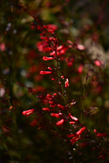 russelia equisetiformis, coral fountain, small sunny garden, desert garden, amy myers, garden bloggers bloom day