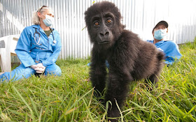 Saving the Virunga Gorillas