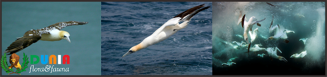 Burung Gannet