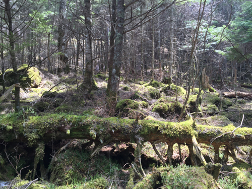 美濃戸の登山口から赤岳山荘までの苔むす道中