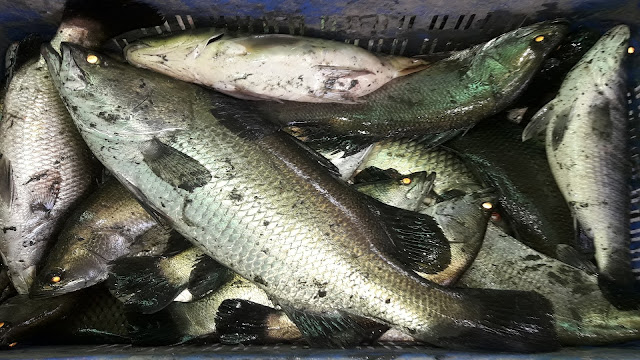 Fish Name