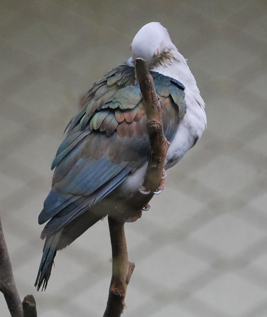 KUALA LUMPUR PUTRAJAYA LABUAN KL Bird Park Spesis