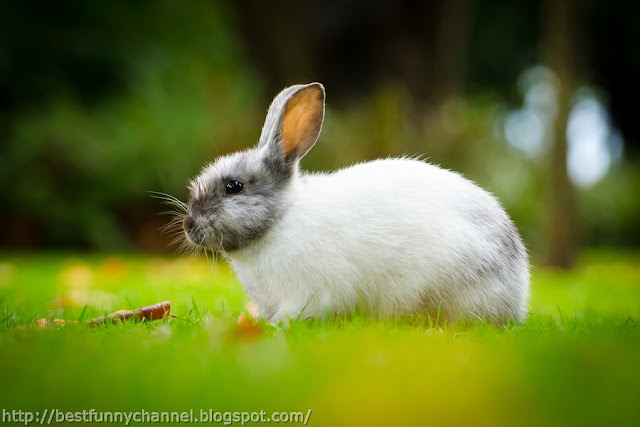 The nice-looking bunny.