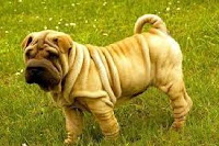 Shar Pei