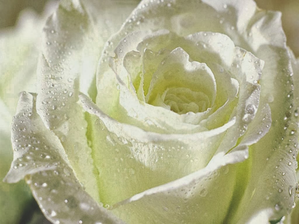 Kumpulan Gambar Bunga Mawar Putih Yang Cantik Indah Fourlookcom