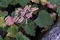 Heuchera hirsutissima - Shaggy-haired alumroot care