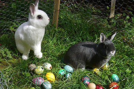 pictures of easter bunnies and eggs. Origins of the Easter Bunny