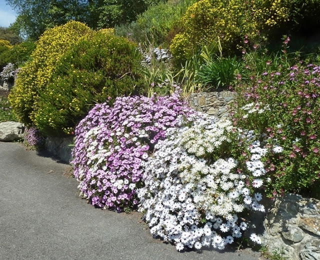 South African terraces at Ventnor Botanic Gardens