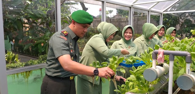 Panen Sayuran Pakcoy di Kodim Depok Capai 25 Kilogram