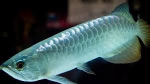 Ikan Arwana Silver Cantik