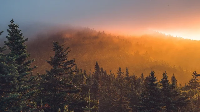Sunset, Forest, Fog, Trees, Clouds