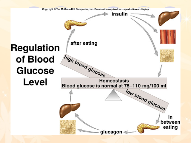 Regulation of Blood Glucose Level