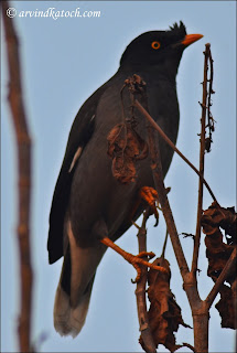 Jungle Myna