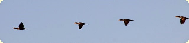 IMG_9012