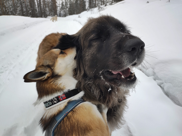 lundehund leonberger