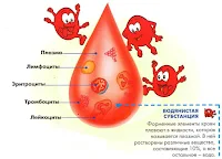 состав крови