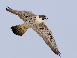 10 Unbelievable Facts about Falcons